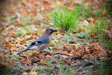 European jay in the forest
