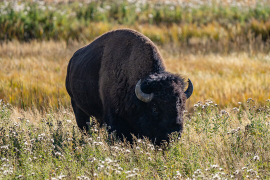 The American bison ( Bison bison ), American buffalo, or simply buffalo. near Seven Mile Bridge, Madison River. West Entrance Road, Yellowstone National Park , Wyoming. - Powered by Adobe