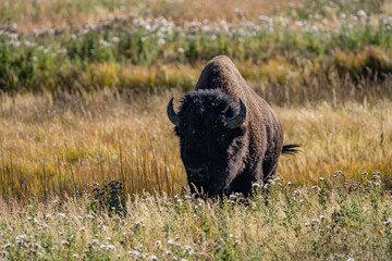 The American bison ( Bison bison ), American buffalo, or simply buffalo. near Seven Mile Bridge, Madison River. West Entrance Road, Yellowstone National Park , Wyoming.