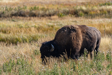 The American bison ( Bison bison ), American buffalo, or simply buffalo. near Seven Mile Bridge, Madison River. West Entrance Road, Yellowstone National Park , Wyoming. 