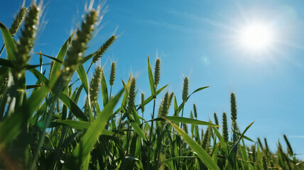 Fototapeta premium Minor Heat solar term green wheat field blue sky sunshine agriculture growth background