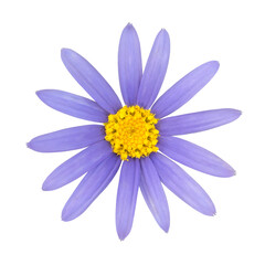 ブルーデイジーの花