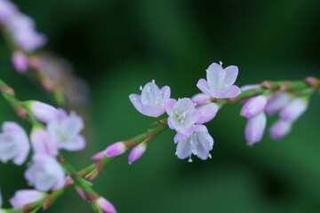サクラタデの花