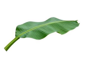 Fresh green banana leaf PNG isolated on transparent background, tropical foliage for design and...