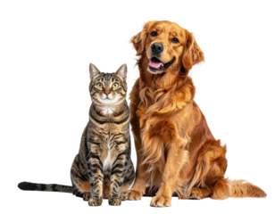 A tabby cat and a golden retriever dog sitting together in a studio portrait.