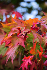 Japanese maple, palmate maple, or smooth Japanese maple (Acer palmatum)