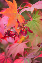 Japanese maple, palmate maple, or smooth Japanese maple (Acer palmatum)