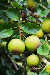 European wild pear (Pyrus pyraster)