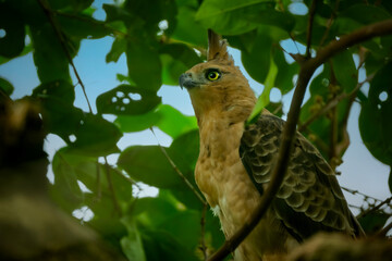 Javan hawk-eagle (Nisaetus bartelsi), the national bird of Indonesia