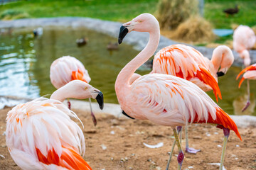 A group of Chilean Flamingoes in Tucson, Arizona
