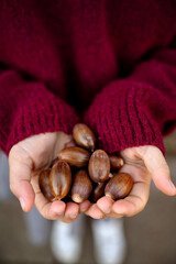 A close-up of a child’s hands full of acorns.