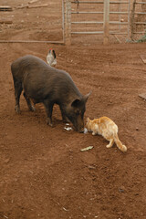pig and orange tabby cat sharing a meal in Maui