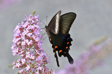 Butterfly bush flower that are popular with Swallowtail butterfly