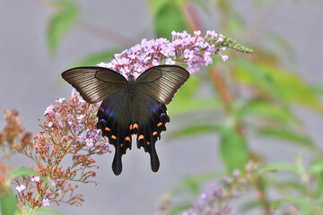 Butterfly bush flower that are popular with Swallowtail butterfly