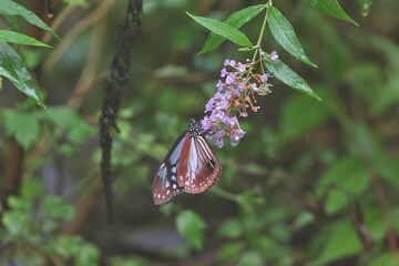 Chestnut Tiger that replenishes nutrients in the middle of autumn migration