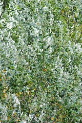 poplar leaves blowing in the wind