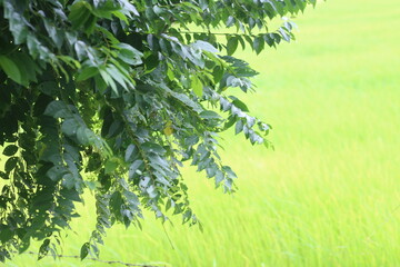 Green rice plants in the rice fields