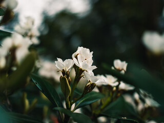 white flowers in the garden