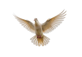 Fototapeta premium Isolated Dove flying in air with wings wide open, bird flapping, motion and air current