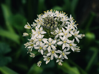 White flowers in the garden