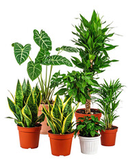 Collection of various potted green houseplants arranged together indoors.