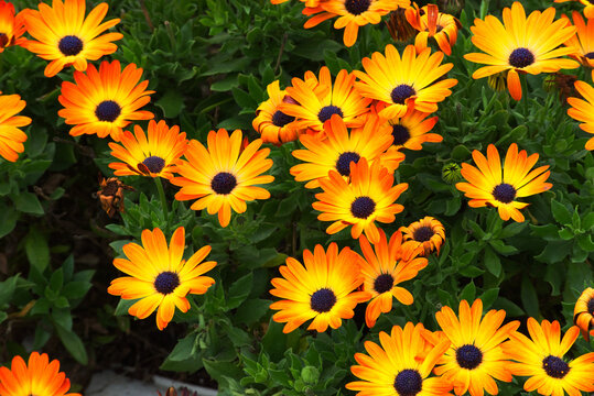Cape Marguerite, African daisy, Van Staden's River daisy, Sundays River daisy, white daisy bush, blue-and-white daisy bush, star of the veldt, Kaapse magriet, or jakkalsbos (Dimorphotheca ecklonis)