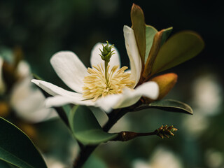 white magnolia flower