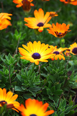 Cape Marguerite, African daisy, Van Staden's River daisy, Sundays River daisy, white daisy bush, blue-and-white daisy bush, star of the veldt, Kaapse magriet, or jakkalsbos (Dimorphotheca ecklonis)
