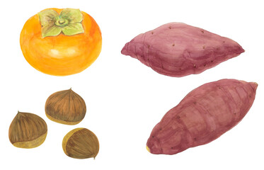 柿・栗・サツマイモ　秋の味覚の水彩手描きイラスト素材セット