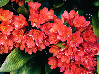 Clivia flower