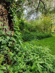 Peaceful river flowing through green forest, summer landscape with trees and grass