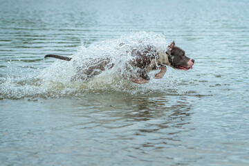 Fototapeta premium Young girl in black swimsuit enjoys playful moment in water with dog retrieving yellow ball, surrounded by natural scenery, capturing joyful summer activities