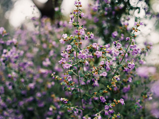 Flowers in spring