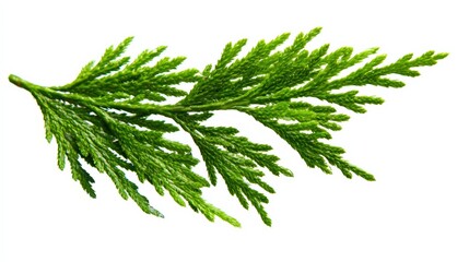 Vibrant green cedar branch isolated on white background