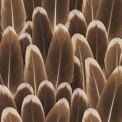 Obraz premium A dense collection of soft brown bird feathers