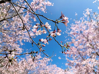 Cherry Blossoms in Full Bloom Under a Clear Blue Sky in Hamilton, New Zealand
