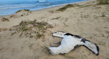 Lifeless Seabird Rests on Sandy Beach Amidst Coastal Grass and Shifting Dunes