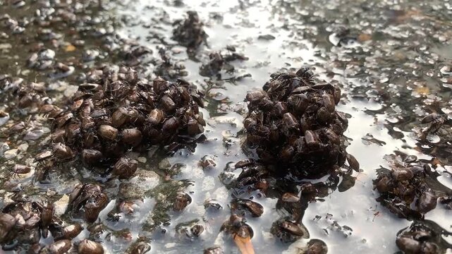 Close-Up of Stink Bug Crawling on Leaf &ndash; Macro Insect Wildlife Video