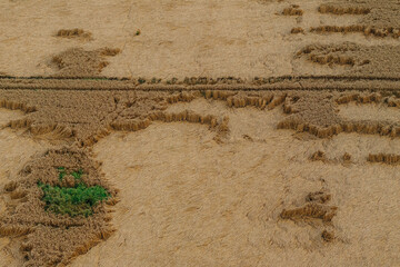 A harvested field with golden brown tones, patches of uncut crops, and a narrow pathway cutting through. Green vegetation forms a small cluster nearby.