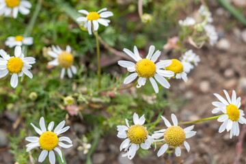 Matricaria chamomilla (synonym: Matricaria recutita), chamomile (also spelled camomile), German chamomile.  Mule Deer Road,West Yellowstone, Montana