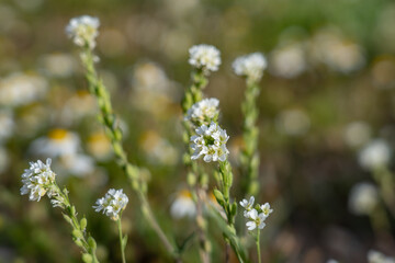 Berteroa incana, flowering plant in the mustard family, Brassicaceae. hoary alyssum, false hoary madwort. Mule Deer Road,West Yellowstone, Montana