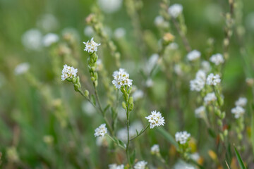 Berteroa incana, flowering plant in the mustard family, Brassicaceae. hoary alyssum, false hoary madwort. Mule Deer Road,West Yellowstone, Montana