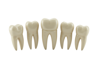 Dental model of human teeth isolated on transparent background, anatomical representation for educational purposes and dental hygiene