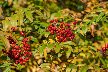 Sorbus scopulina, Greene's mountain-ash, is a North American species of rowan within the rose family. Big Bend Ridge, Medal of Honor Hwy, Idaho.
