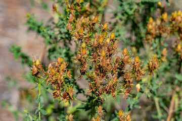 Hypericum perforatum, St. John's wort (sometimes perforate St. John's wort or common St. John's...