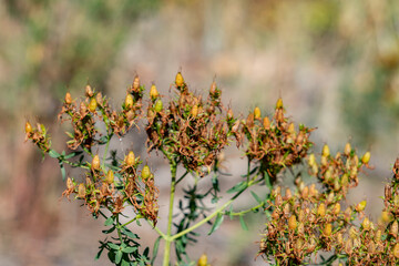 Hypericum perforatum, St. John's wort (sometimes perforate St. John's wort or common St. John's wort). Big Bend Ridge, Medal of Honor Hwy, Idaho.
