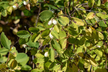 Obraz premium Symphoricarpos albus is a species of flowering plant in the honeysuckle family, common snowberry. Big Bend Ridge, Medal of Honor Hwy, Idaho. 