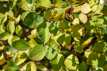 Obraz premium Symphoricarpos albus is a species of flowering plant in the honeysuckle family, common snowberry. Big Bend Ridge, Medal of Honor Hwy, Idaho. 