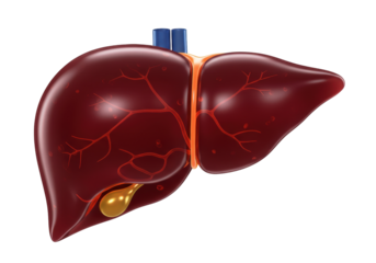 Human liver with gallbladder isolated on transparent PNG, anatomical organ for medical study and healthcare concepts