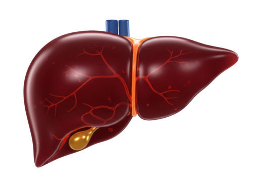 Human liver with gallbladder isolated on transparent PNG, anatomical organ for medical study and healthcare concepts
